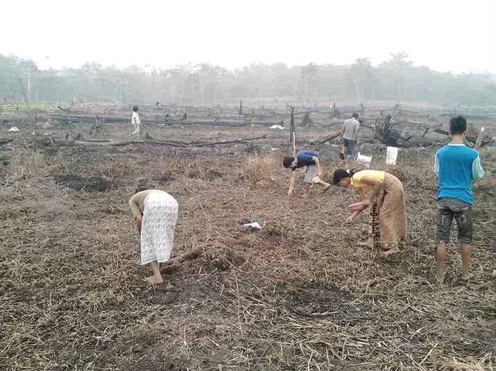 Bercocok Tanam Suku Anak Dalam di Lahan Terbuka