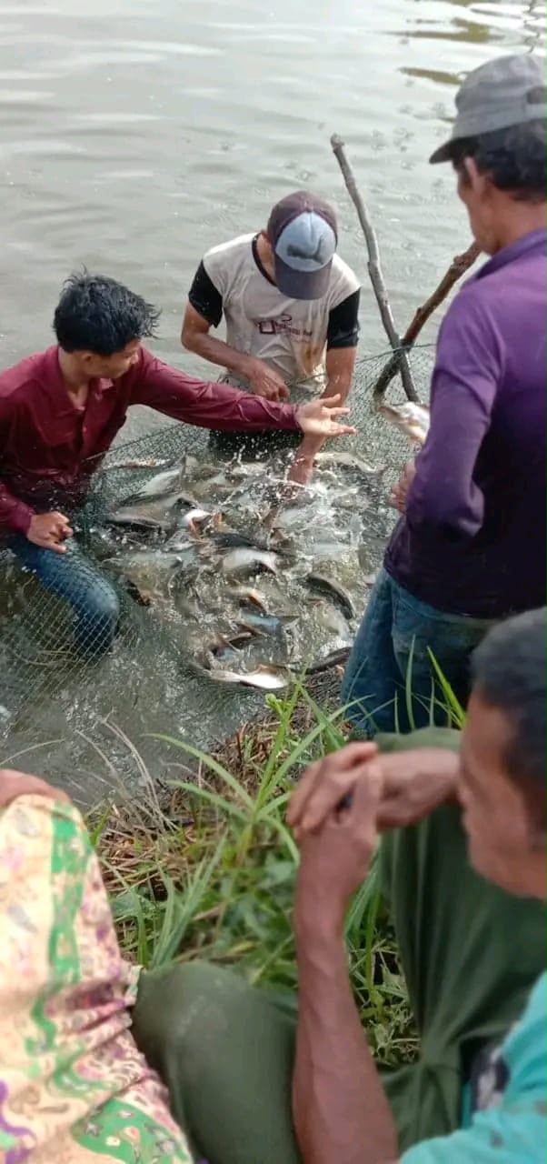 Pengecekan Ikan