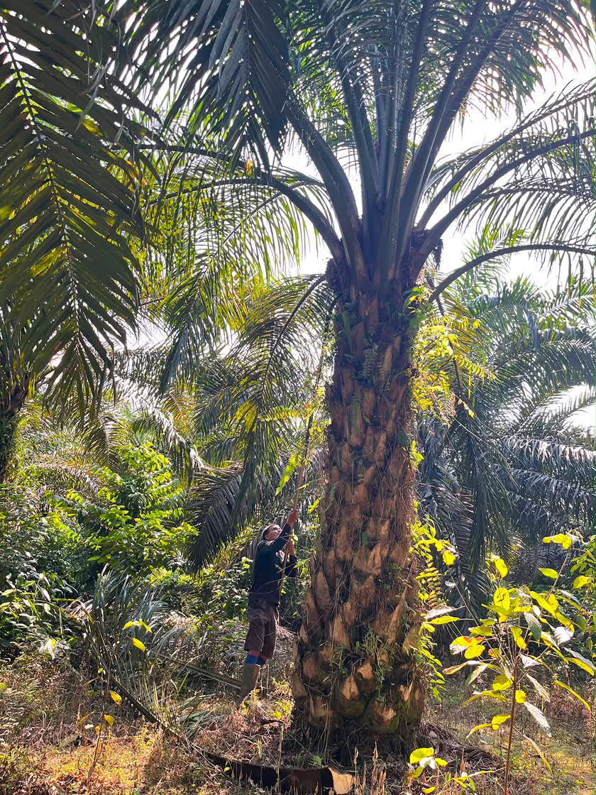 Berkebun Kelapa Sawit